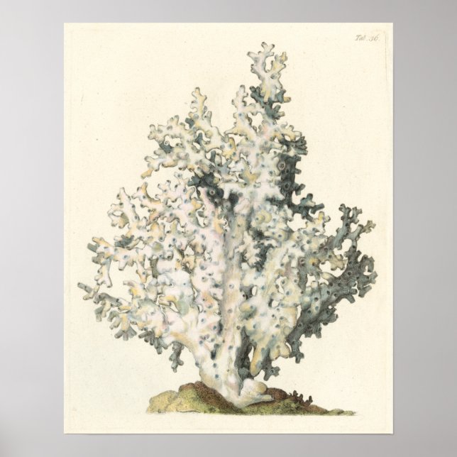 Poster Coral de Aquarela Antiquada (Frente)