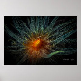 Poster Coral de copo laranja