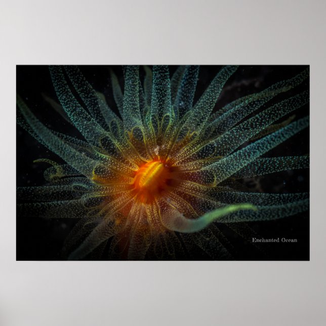 Poster Coral de copo laranja (Frente)