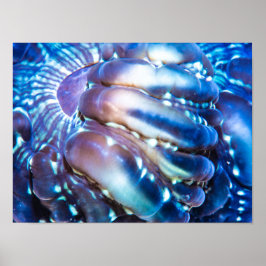 Poster Coral de cor média
