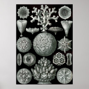 Pôster Coral de Ernst Haeckel Hexacorallia