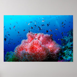Poster Coral de incandescência cor-de-rosa da anêmona d