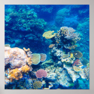 Poster Coral de recife da barreira do excelente - nº 1