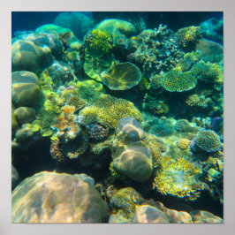 Poster Coral de Recifes da Barreira do excelente - #2