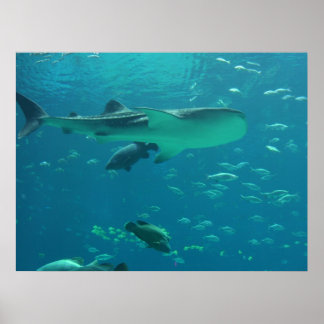 Pôster Coral de tubarão