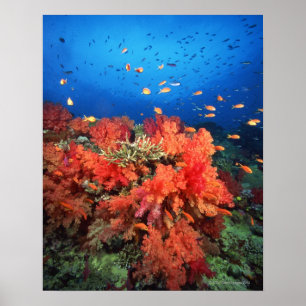 Pôster Coral e peixes