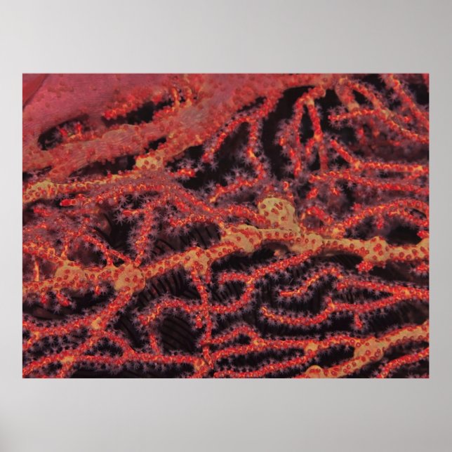 Poster Coral Fechar (Frente)
