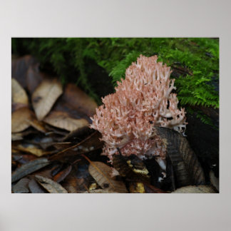 Poster Coral Fungus