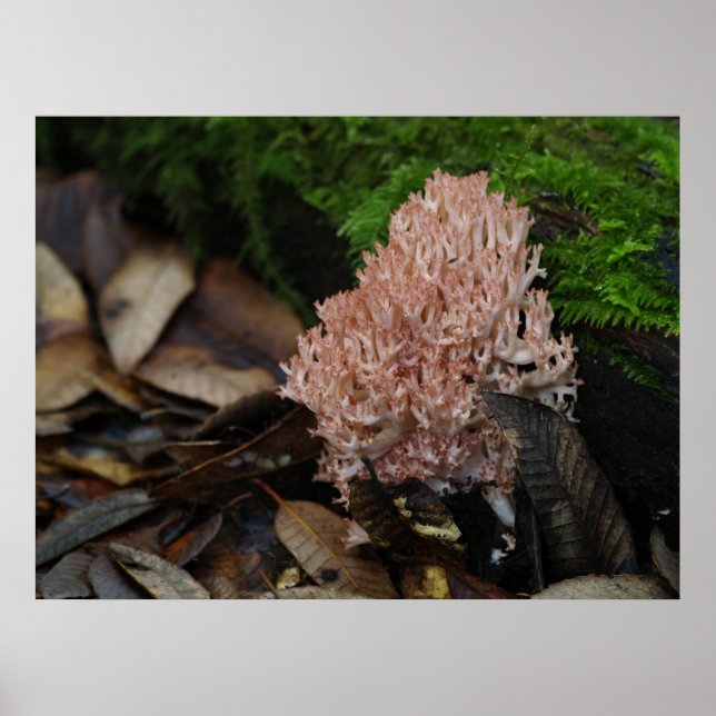 Poster Coral Fungus (Frente)