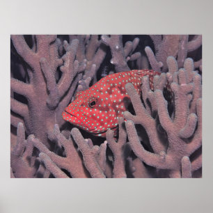 Poster Coral Hind no Coral