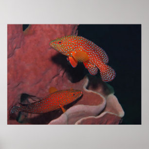 Poster Coral Hinds