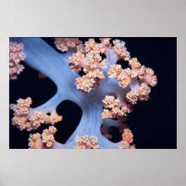 Poster Coral macio de cor laranja