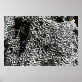 Pôster Coral Preto e Branco I Foto Abstrata da Natureza