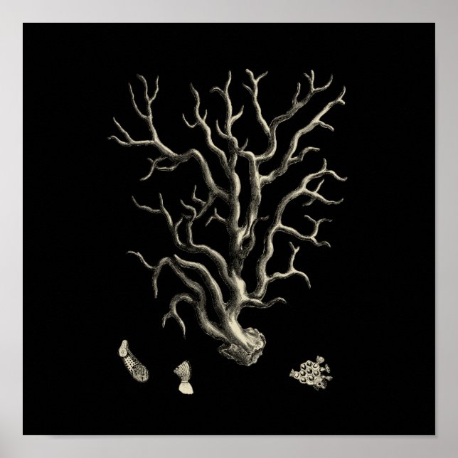 Poster Coral Preto e Tan (Frente)