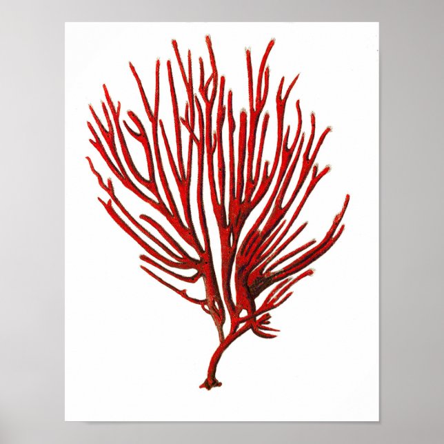 Pôster Coral Quente do Mar Vermelho nº 12 Beach Wall Art  (Frente)