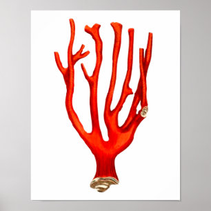 Poster Coral vermelho, ilustração da vida marinha