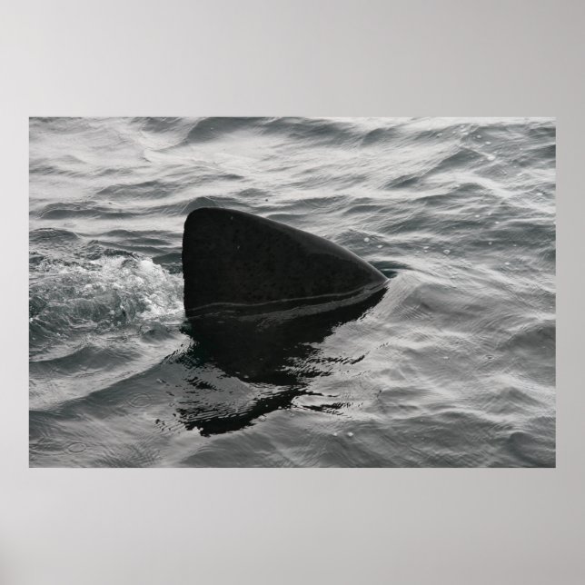 Poster Corante (Frente)