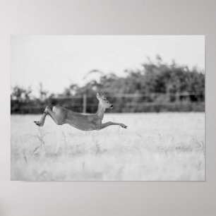 Poster "Corça Saltitante Fotografia de Vida Selvagem Pret