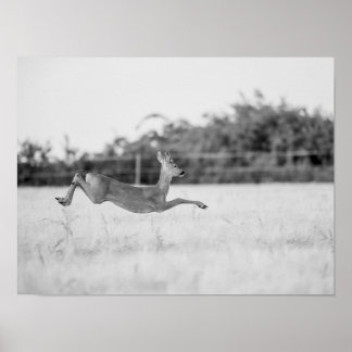 Poster "Corça Saltitante Fotografia de Vida Selvagem Pret