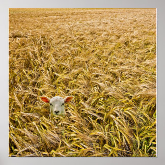 Pôster cordeiro perdido