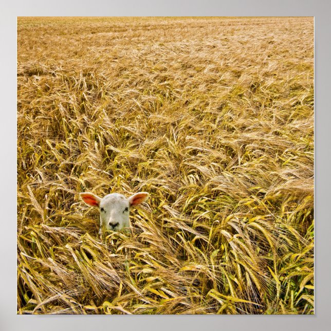 Pôster cordeiro perdido (Frente)