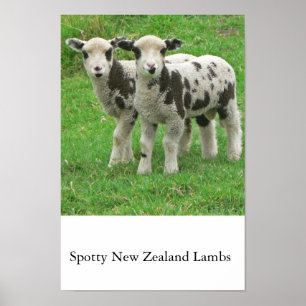 Poster Cordeiros manchados de NZ