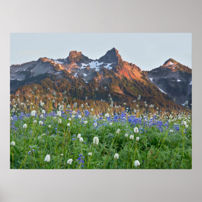 Poster Cordilheira Tatoosh e Flores Silvestres | Mt. Rain (Frente)