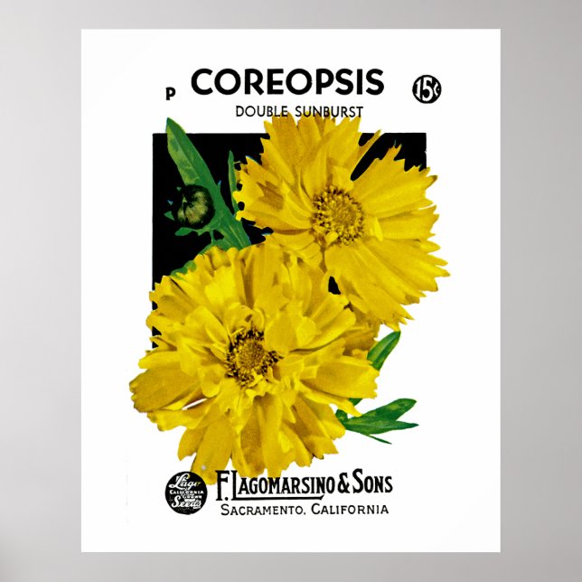 Pôster Coreopsis (Frente)