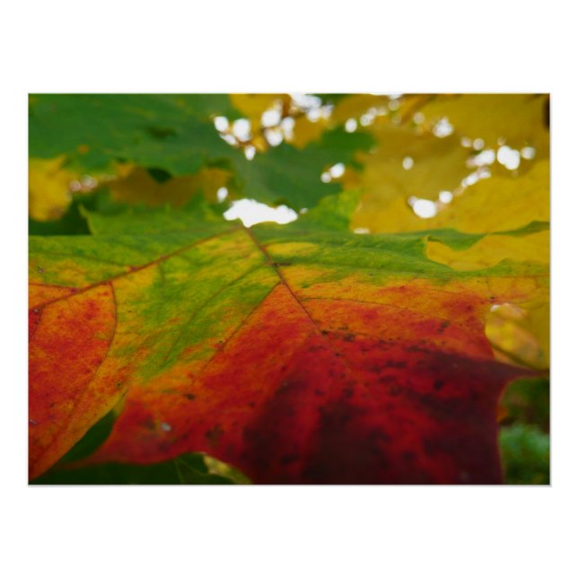 Pôster Cores da Folha de Bordo Fotografia da Natureza de  (Frente)