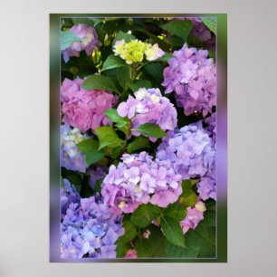 Poster cores de hydrangea