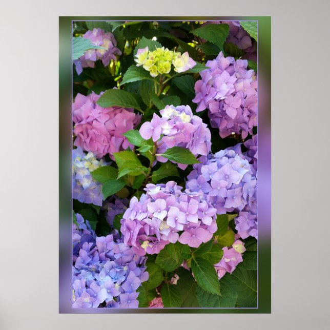 Poster cores de hydrangea (Frente)