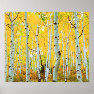Poster Cores de outono das árvores Aspen 1