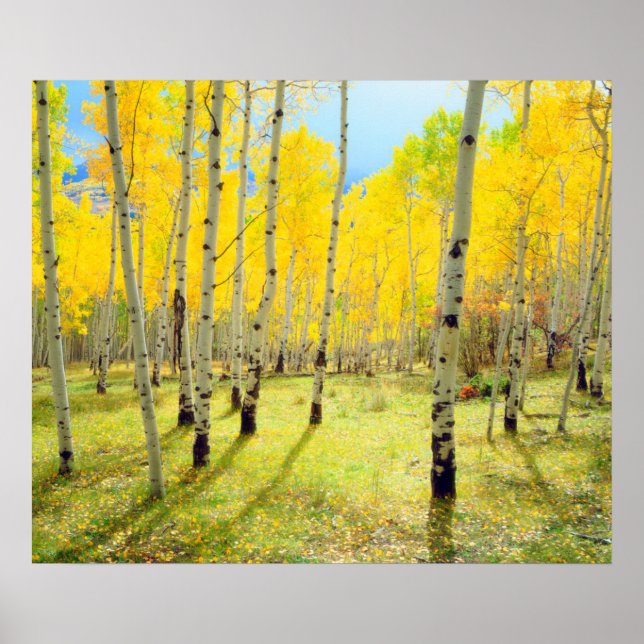 Pôster Cores de outono das árvores Aspen 4 (Frente)