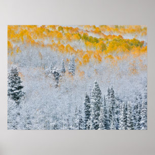 Poster Cores de Outono de Aspens Montanhas Rochosas, Co
