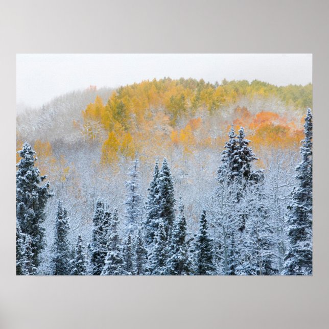Poster Cores de Outono de Aspens & Neve Fresca Keebler Pa (Frente)