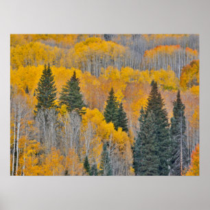 Poster Cores de outono em Aspen Groves