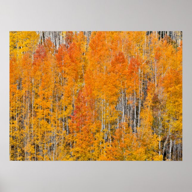 Poster Cores de Outono em Bosques de Álamo (Frente)