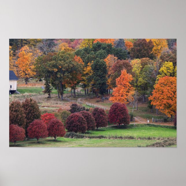 Poster Cores de Outono em Massachusetts  (Frente)