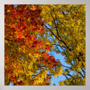 Poster Cores de queda, céu azul, Ohio