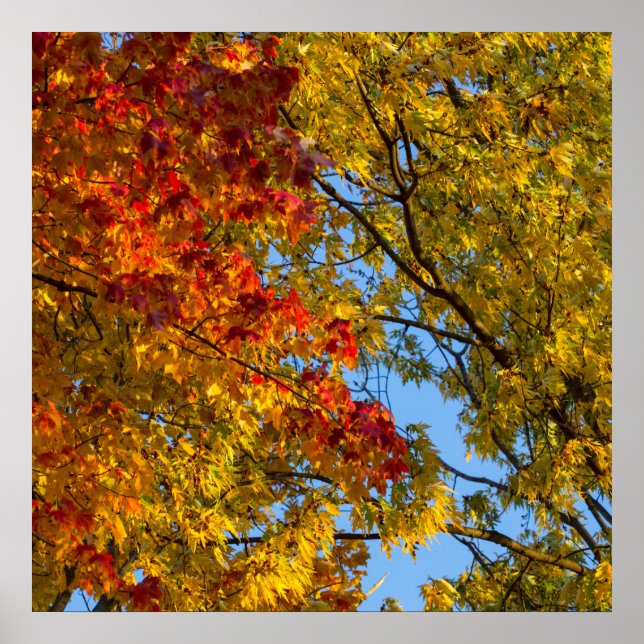 Poster Cores de queda, céu azul, Ohio (Frente)