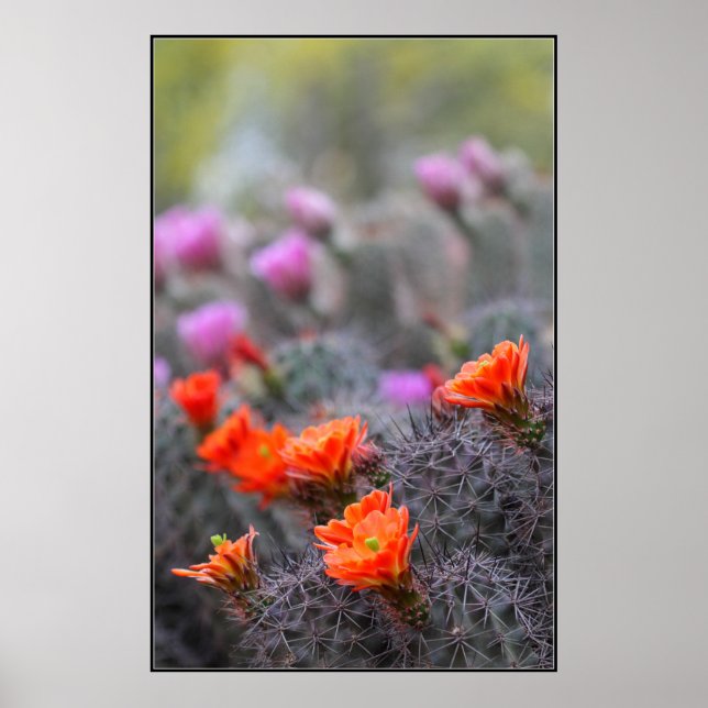 Pôster Cores do deserto (Frente)