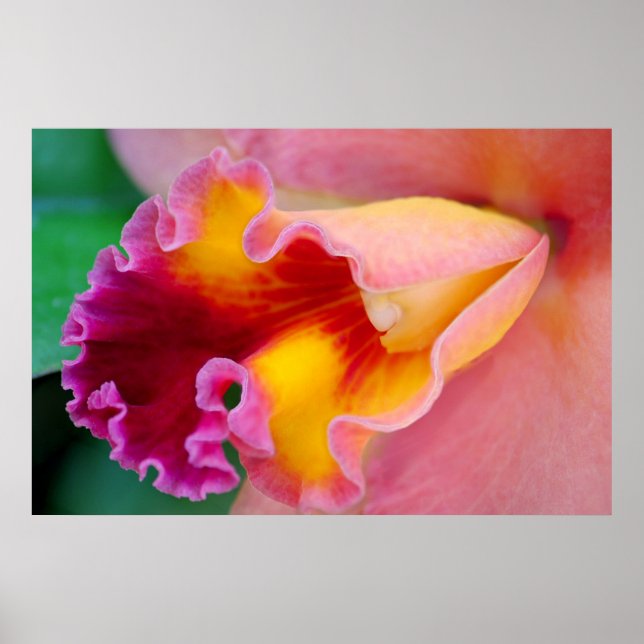 Pôster Cores Orquídeas (Frente)