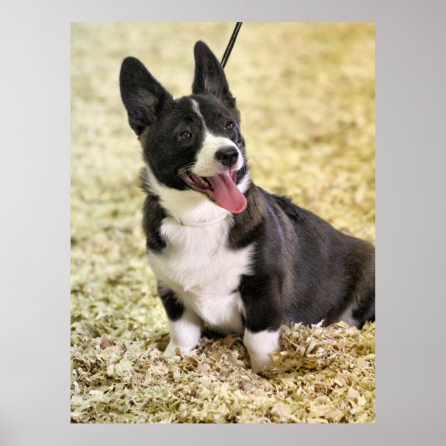 Poster Corgi (Frente)