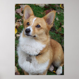 Pôster Corgi considerável