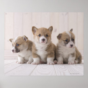 Pôster Corgi de três Galês