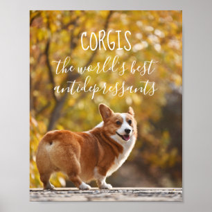 Poster Corgis os melhores antidepressivos do mundo