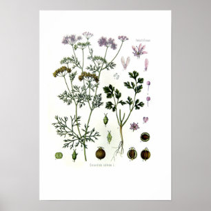 Poster Coriandrum sativum