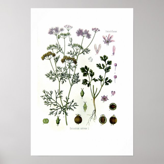Poster Coriandrum sativum (Frente)