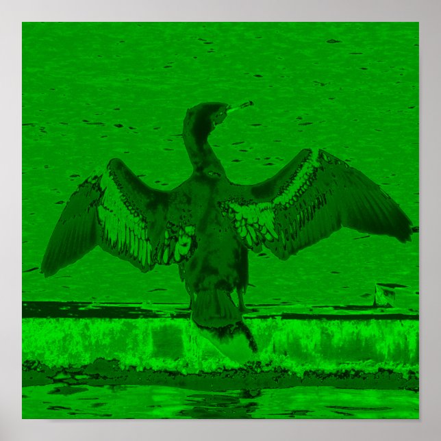 Poster Cormorant Display (Frente)