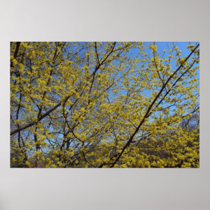 Pôster Cornelian Cherry Dogwood e Blue Sky Floral